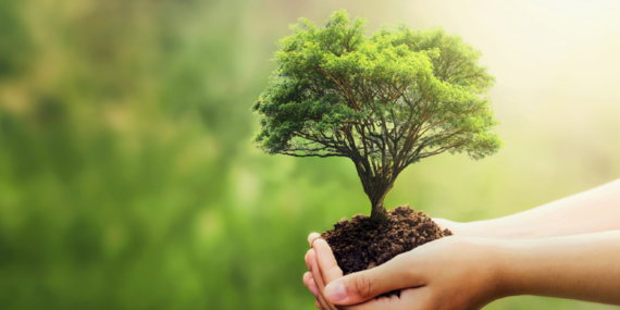 Fuzul’den 2025 çalışanı adına 2025 fidan bağışı