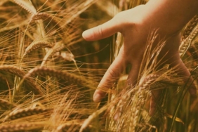 Duru Bulgur 800 Kilogram Verimle Ata Tohumu Ahmet Buğdayı’nı Üretime Kazandırdı