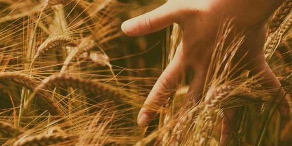 Duru Bulgur 800 Kilogram Verimle Ata Tohumu Ahmet Buğdayı’nı Üretime Kazandırdı