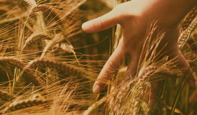 Duru Bulgur 800 Kilogram Verimle Ata Tohumu Ahmet Buğdayı’nı Üretime Kazandırdı