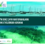 Yat Trafiği Alarmı: Deniz Çayırları Tehlikede
