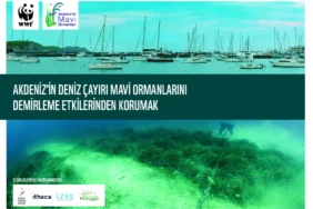 Yat Trafiği Alarmı: Deniz Çayırları Tehlikede