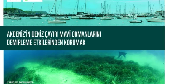 Yat Trafiği Alarmı: Deniz Çayırları Tehlikede