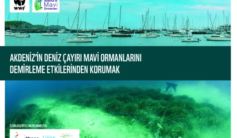 Yat Trafiği Alarmı: Deniz Çayırları Tehlikede