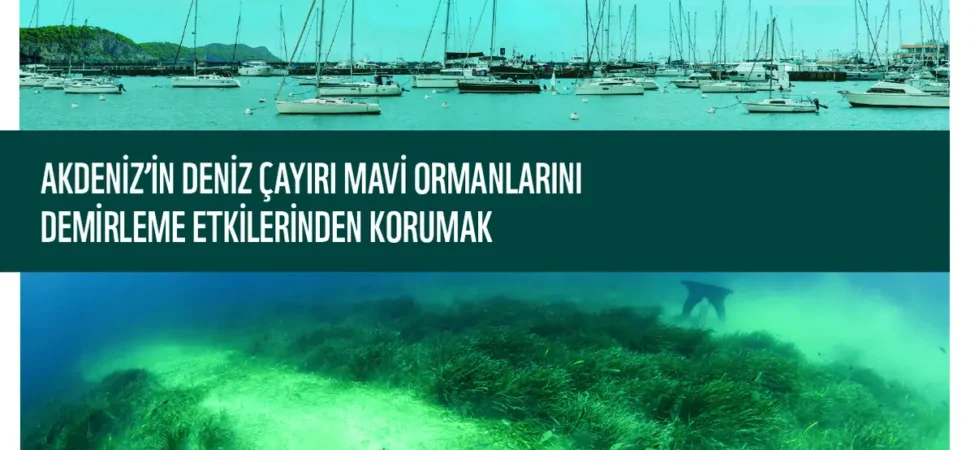 Yat Trafiği Alarmı: Deniz Çayırları Tehlikede