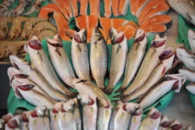 Balık İhracatı Zirve Yaptı: 2026 Ocak’ta Yüzde 36’lık Büyüme