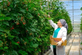 Elara Tarım’dan Sürdürülebilir Hamle: Seralarda Verimlilikte Kritik Değişim
