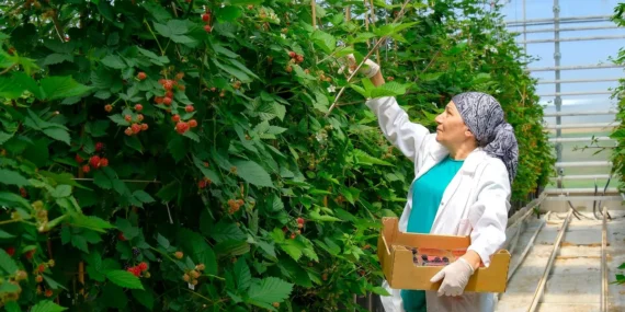 Elara Tarım’dan Sürdürülebilir Hamle: Seralarda Verimlilikte Kritik Değişim