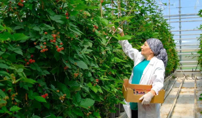 Elara Tarım’dan Sürdürülebilir Hamle: Seralarda Verimlilikte Kritik Değişim
