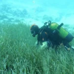 Deniz Çayırlarının Sessiz Zaferi