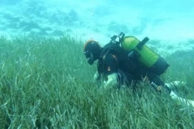 Deniz Çayırlarının Sessiz Zaferi