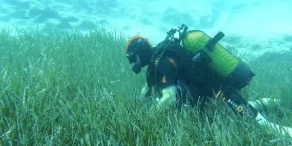 Deniz Çayırlarının Sessiz Zaferi