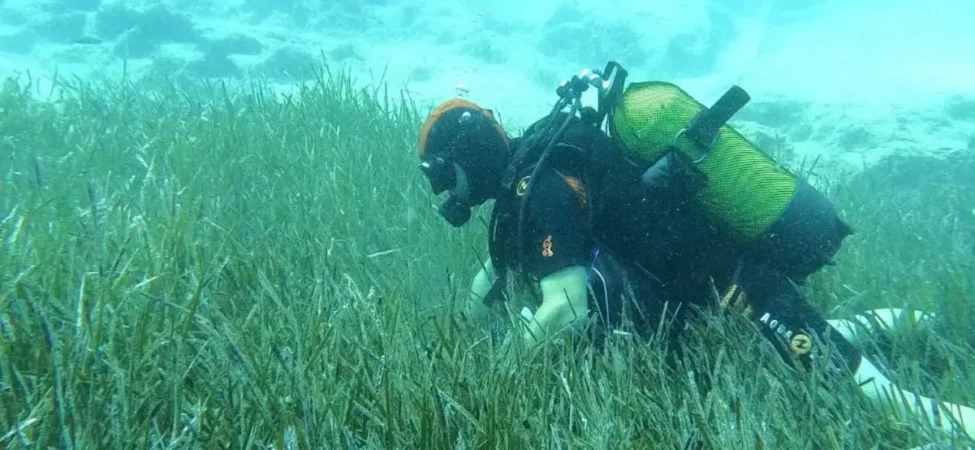 Deniz Çayırlarının Sessiz Zaferi