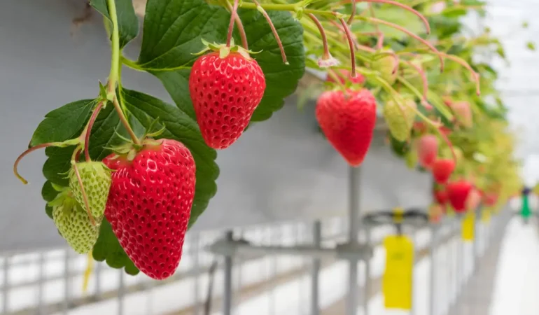 Üretimde Büyük Adım: Elara’dan Akıllı Sera Hamlesi