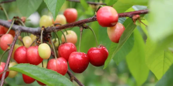 Türkiye Kirazda Küresel Lidere Yürüyor