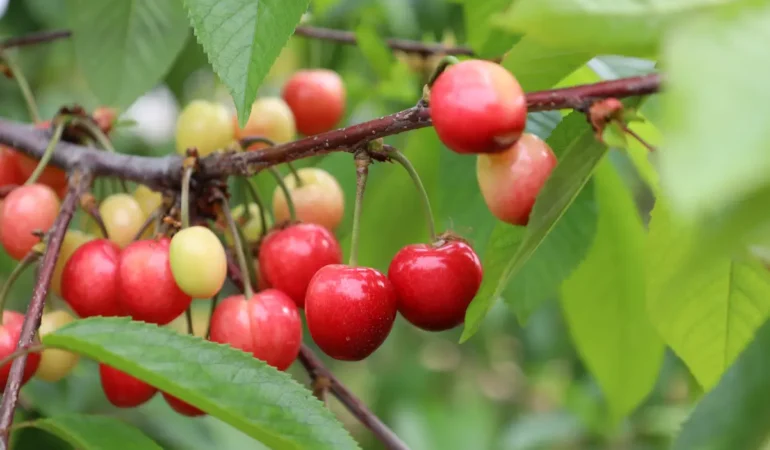 Türkiye Kirazda Küresel Lidere Yürüyor