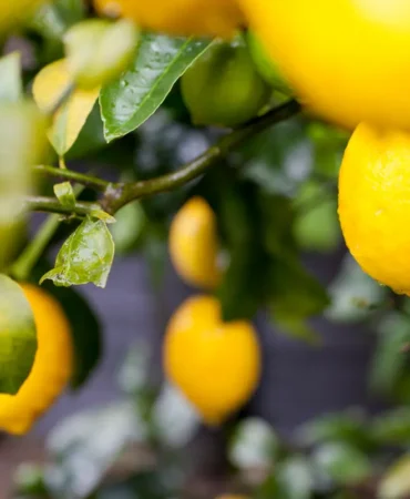 Türk Limonu Globalde Güçleniyor
